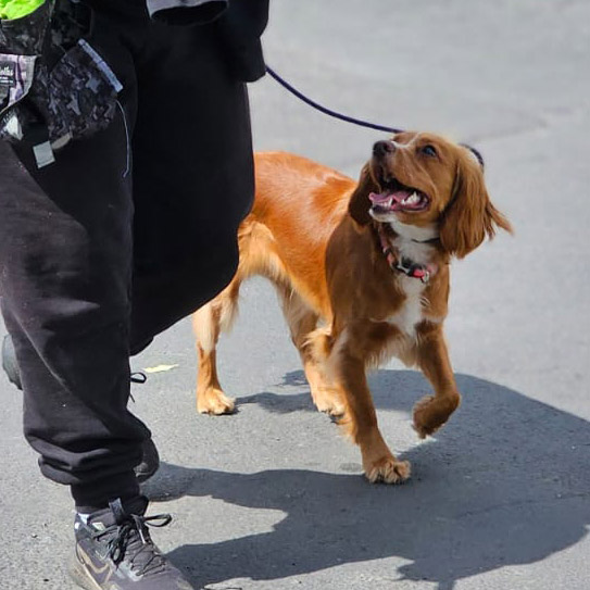 expert canine training