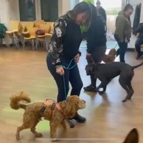 dog socialising classes