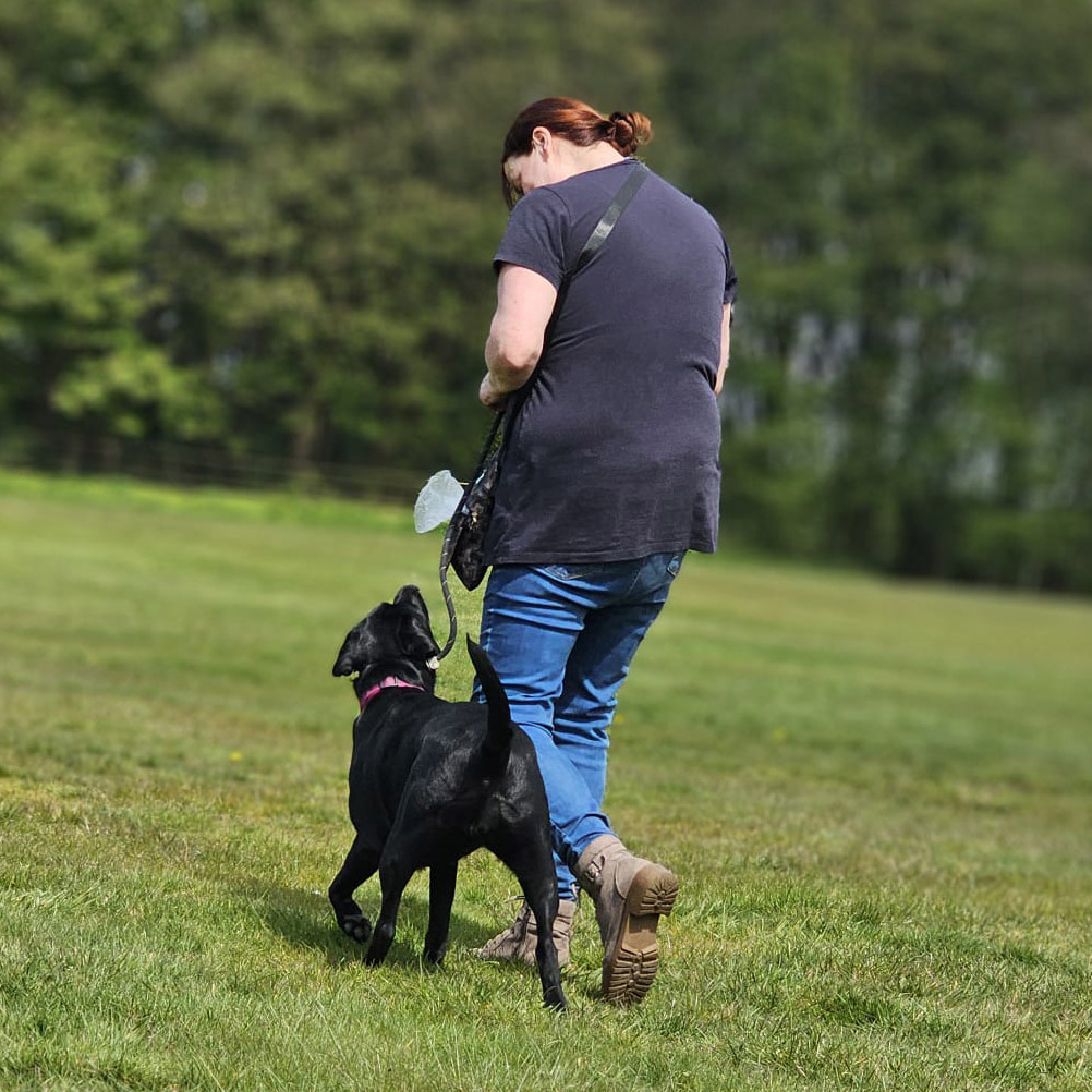 dog training and walking services